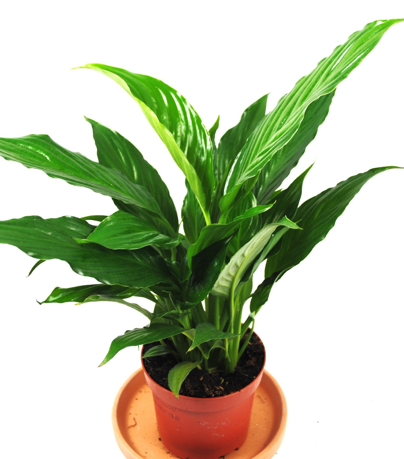 Spathiphyllum Einblatt 30cm hoch Natürlicher Luftreiniger Pflegeleicht Büro