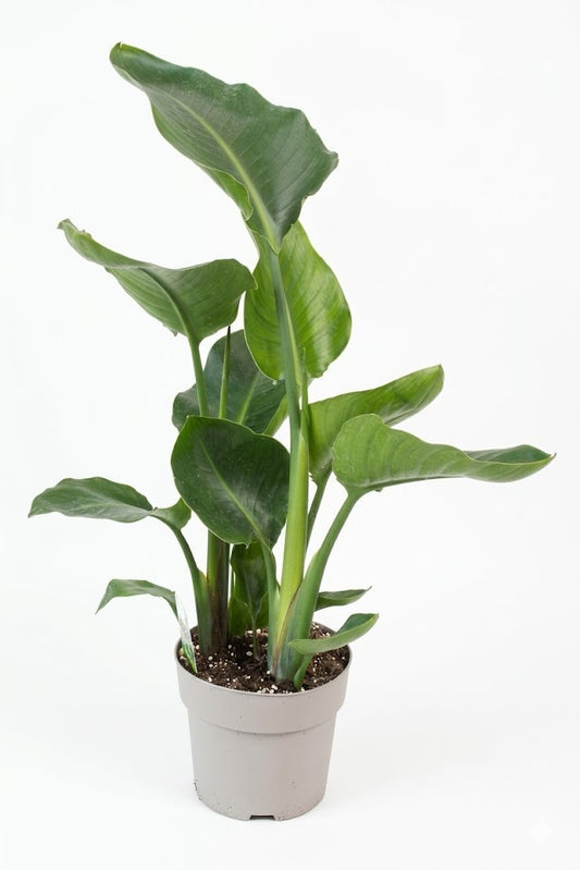 Strelitzia nicolai Paradiesvogelblume – Tropische Zimmerpflanze 35 cm hoch