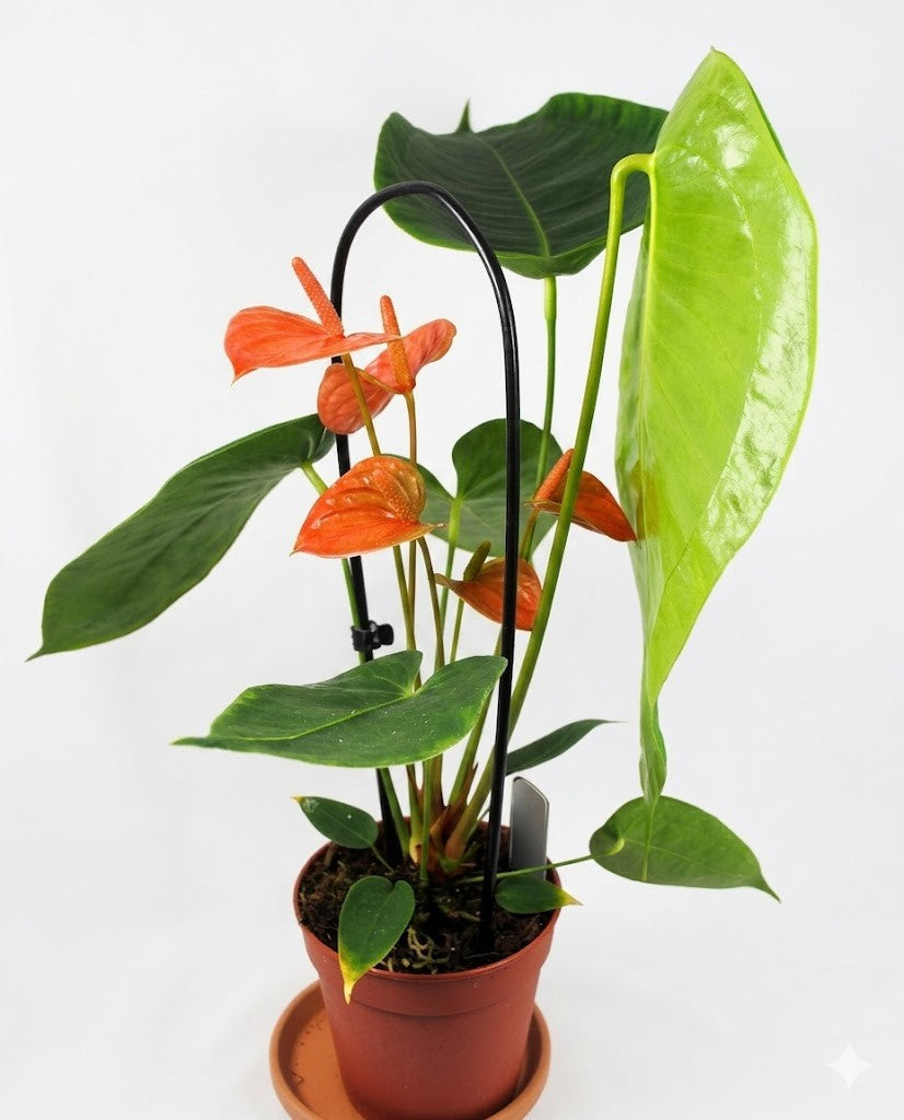 Anthurium scherzerianum - Flamingoblume - seltene Zimmerpflanze - 50 cm hoch