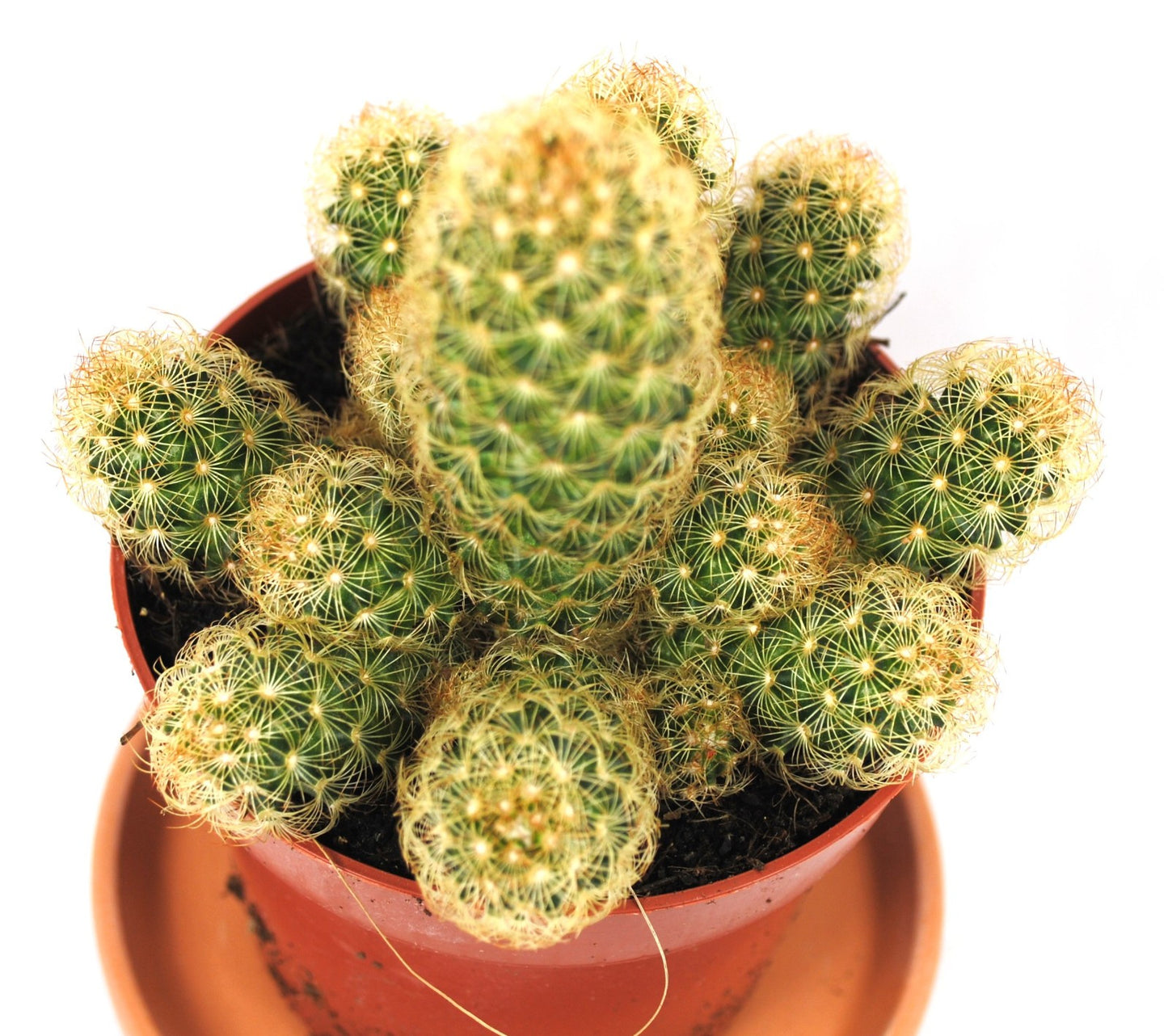 Mammilaria elongata,große Pflanzengruppe,im 12er Topf,Kakteen,Sukkulente,K 1