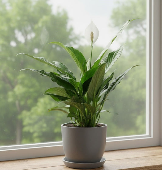 Spathiphyllum Einblatt 30cm hoch Natürlicher Luftreiniger Pflegeleicht Büro