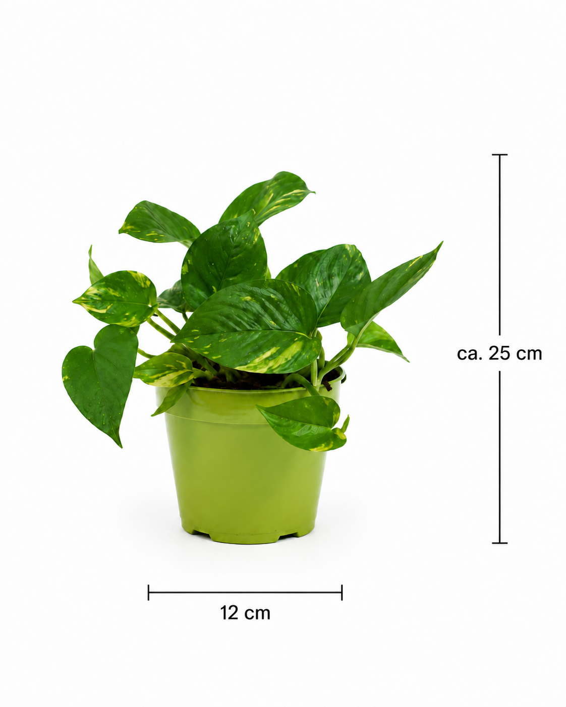 Goldene Efeutute Epipremnum Aureum Zimmerpflanze Grünpflanze ca. 25cm Easy Care