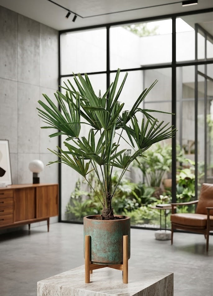 Trachycarpus fortunei | Winterharte Hanfpalme | 80 cm Höhe Exotik im Garten