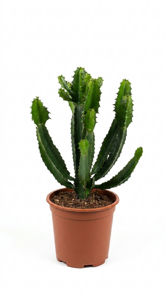 Euphorbia Candelabrum ca. 40cm Sukkulente Kaktus Optik Zimmerpflanze dekorativ
