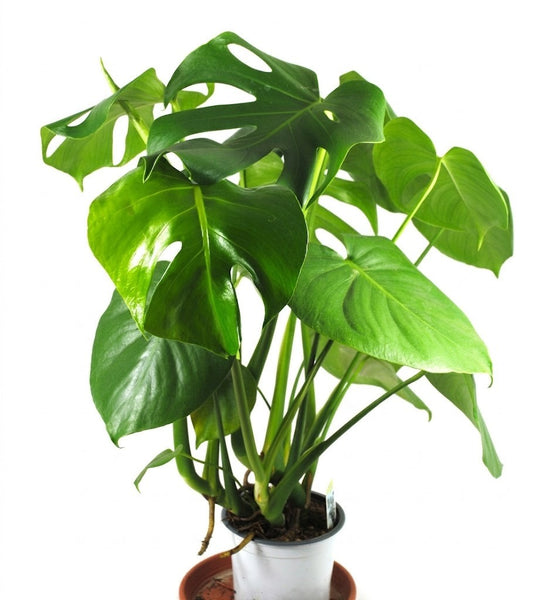 Monstera Deliciosa,Fensterblatt, Zimmerpflanze, 60cm, große Blätter,Urban Jungle