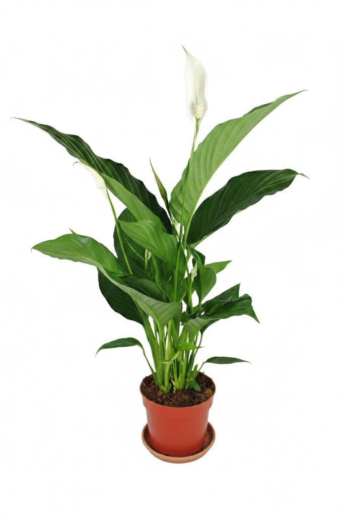 Spathiphyllum Einblatt 45cm hoch Natürlicher Luftreiniger Pflegeleicht Büro