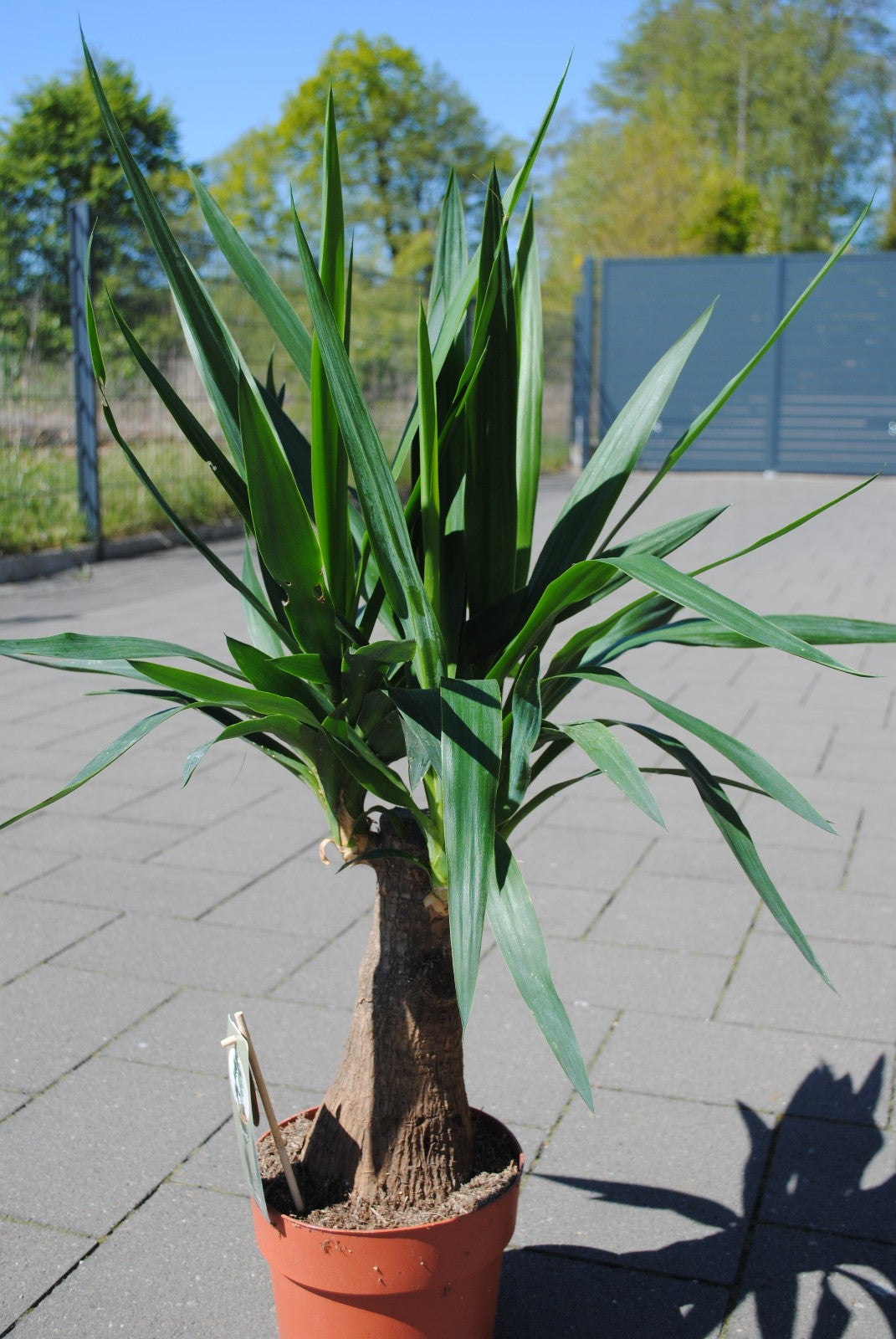 Yucca Gigantea 90cm markanter Stamm Zimmerpflanze pflegeleicht Riesen-Palmlilie
