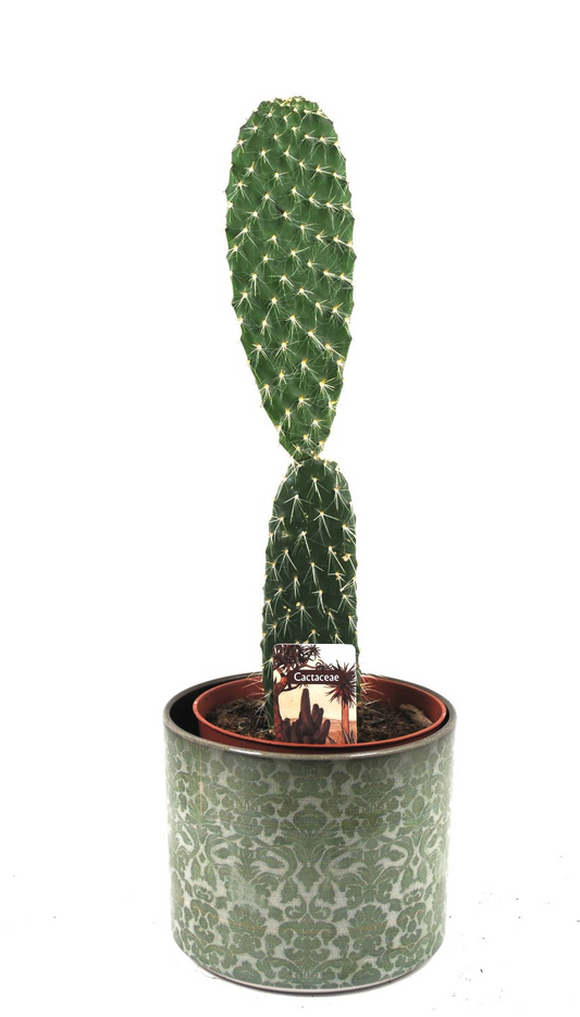 Opuntia leucotricha,Silberkaktus,Pflanze im 12er Keramiktopf,Kakteen,Sukkulente