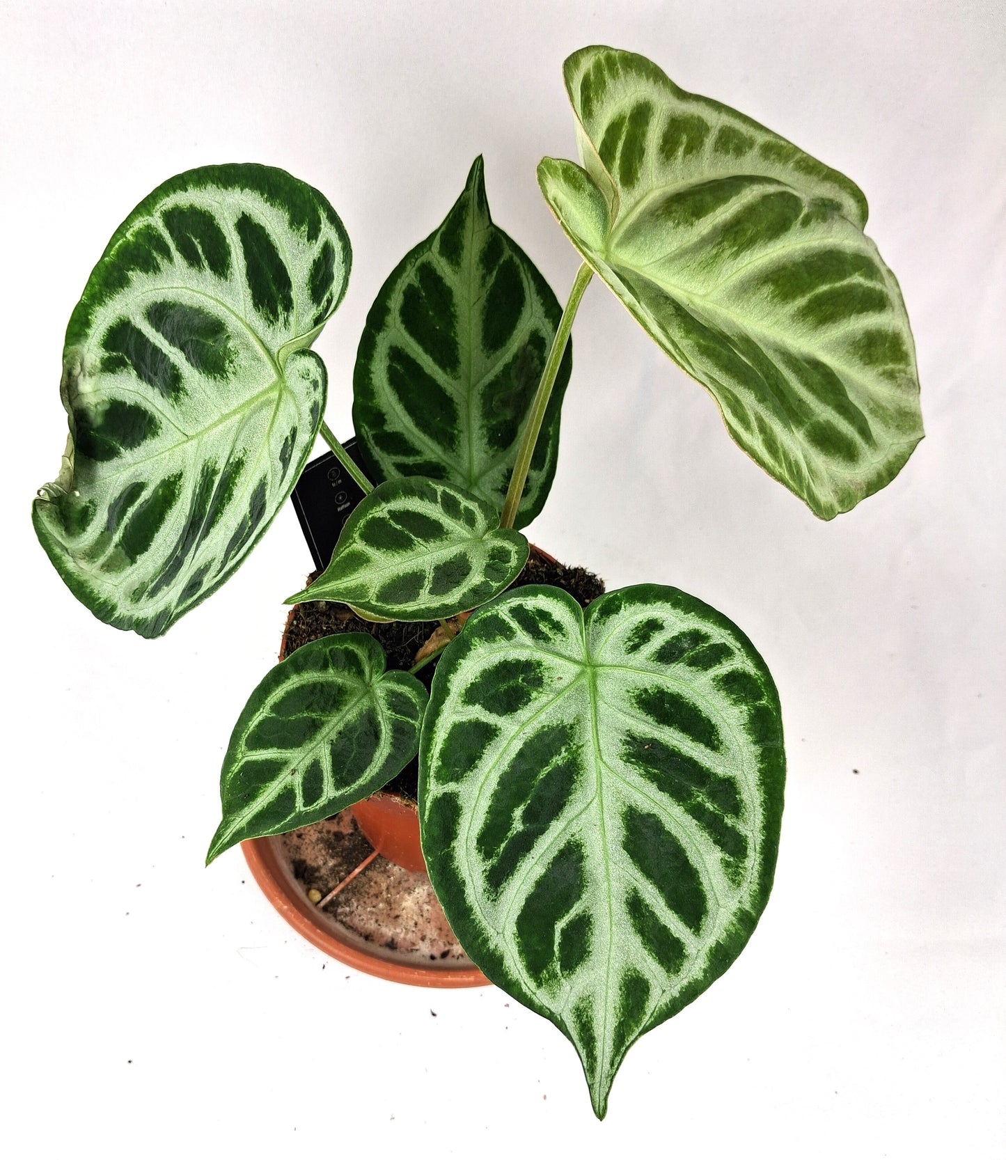 Herzblattblume Anthurium clarinervium 25cm hoch kräftige Zimmerpflanze