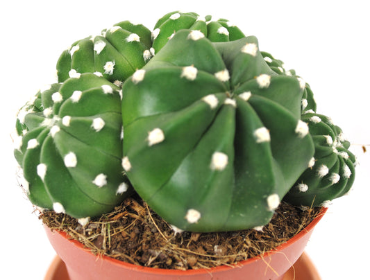 Echinopsis subdenudata,Seeigel-Kaktus,Kakteengruppe,5-6 Pflanzen,11er Topf,K 6