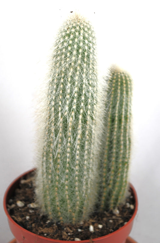 Espostoa guentheri,Fuchsschwanzkaktus,Anfängerkaktus,11er Topf,K 13