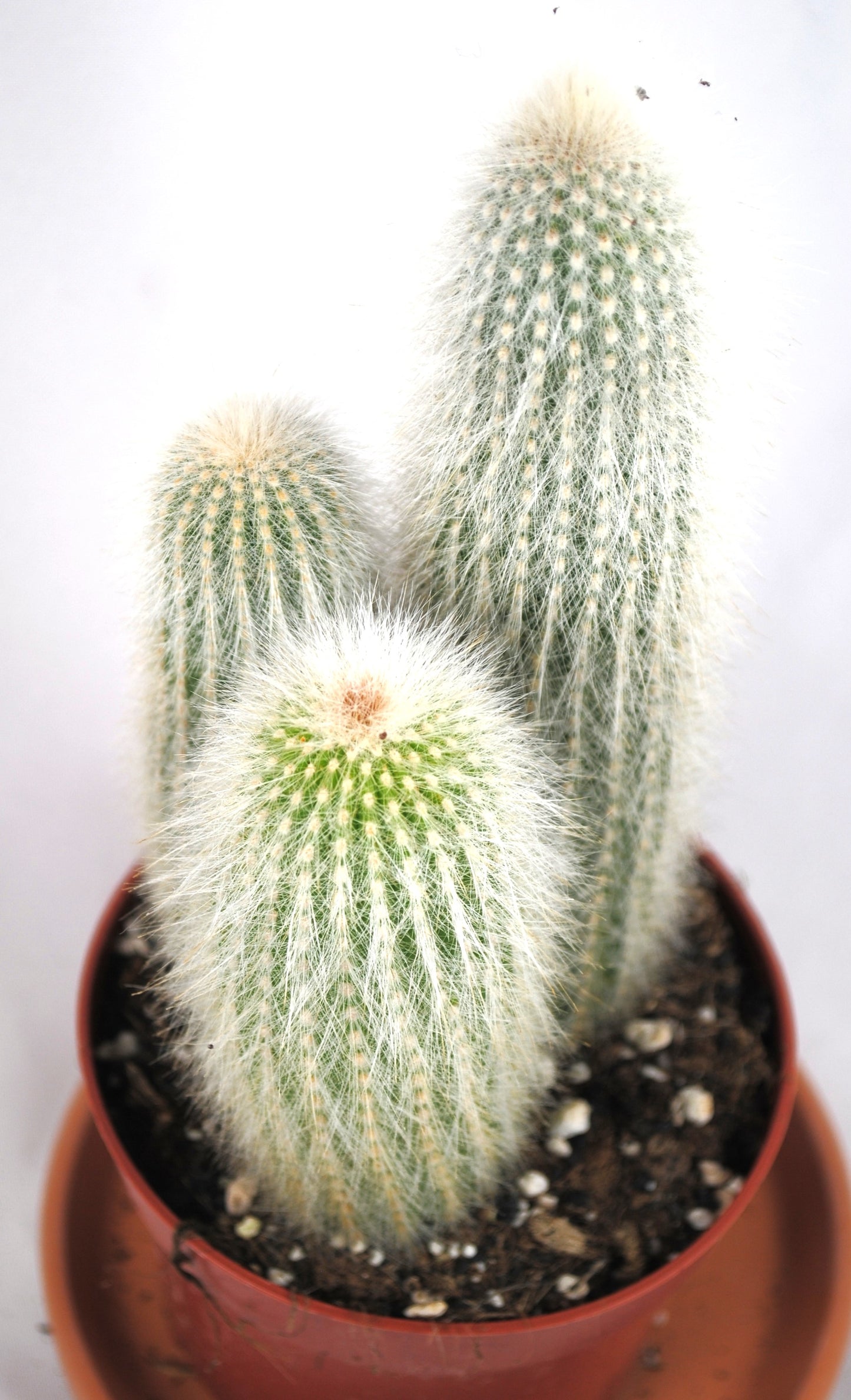 Espostoa guentheri Fuchsschwanzkaktus Anfängerkaktus 11er Topf K 13