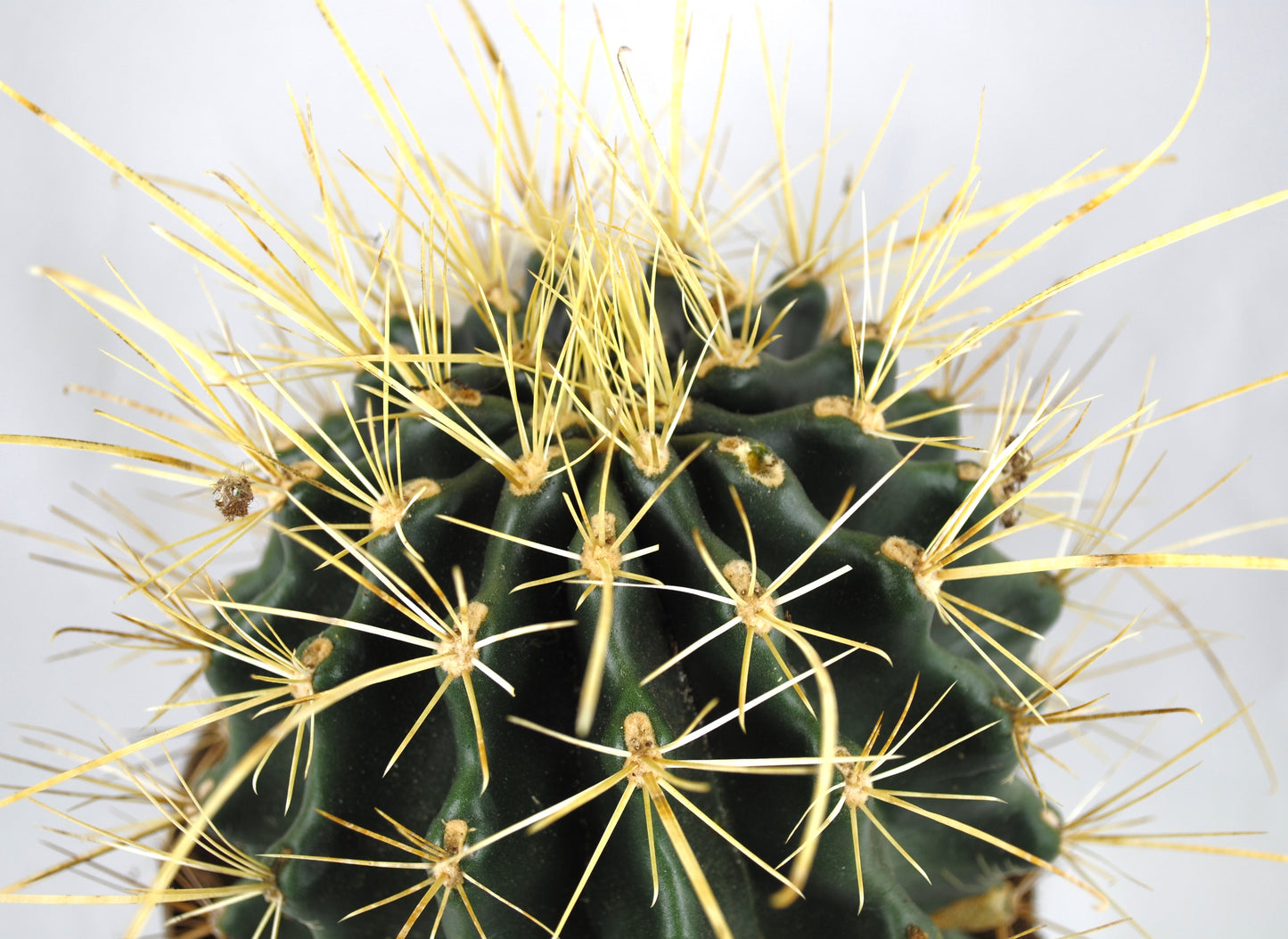 Ferocactus hamatacanthus sehr große Pflanze im 17er Topf Kakteen Sukkulente
