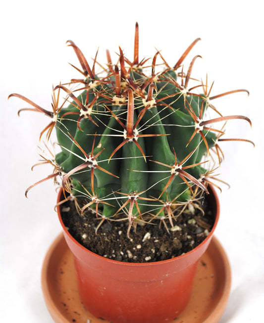 Ferocactus latispinus,Fasskaktus,robuster Anfängerkaktus,11er Topf,K 15