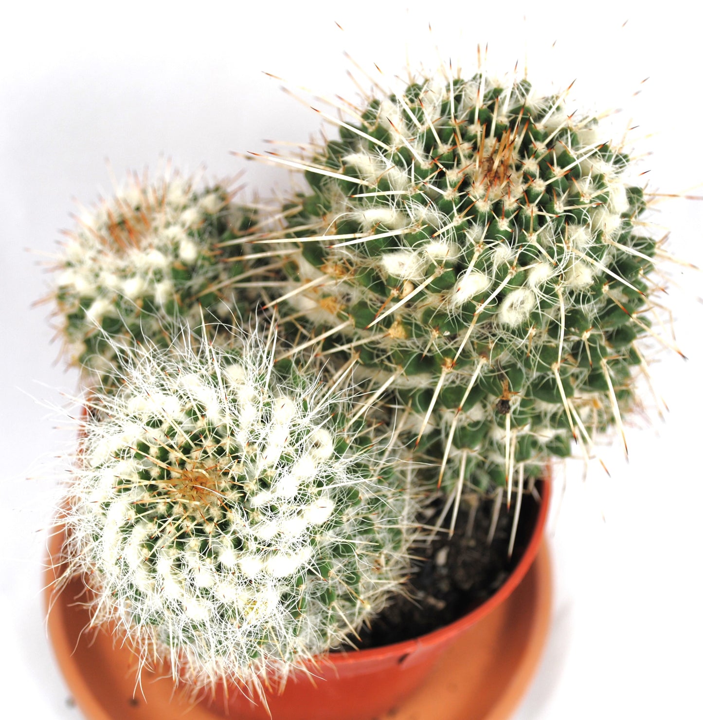 Mammilaria hahniania Warzenkaktus Kakteengruppe 3 Pflanzen 11er Topf K 10