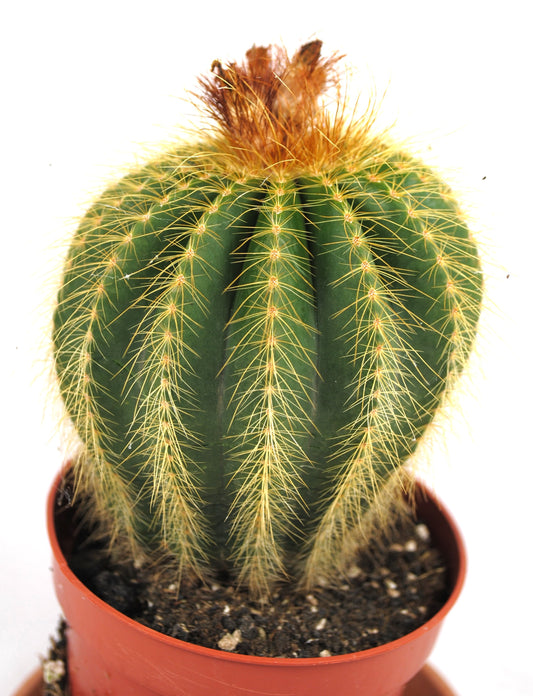 Parodia leninghausii,Goldkugelkaktus,11er Topf,K 11
