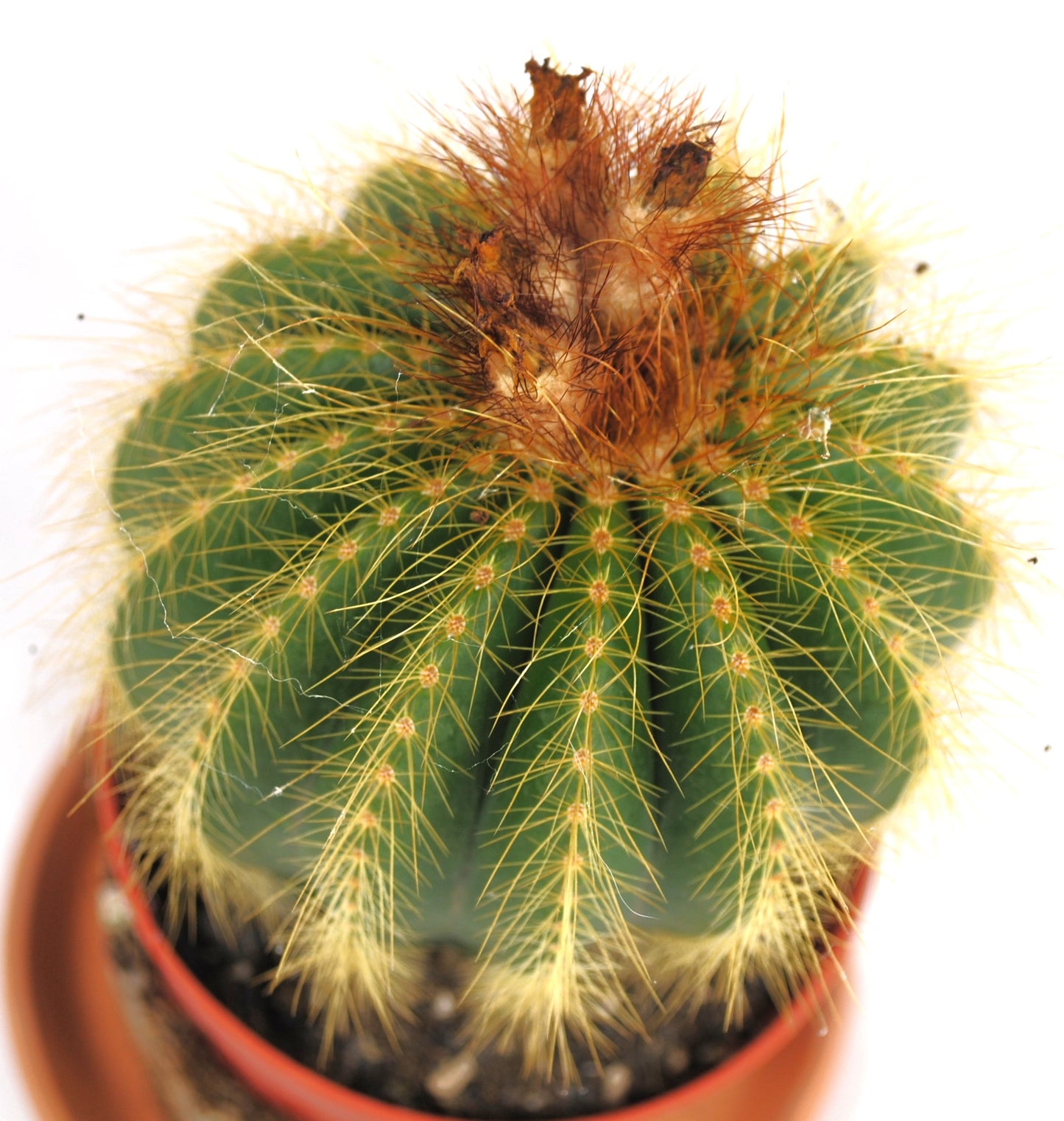 Parodia leninghausii Goldkugelkaktus 11er Topf K 11
