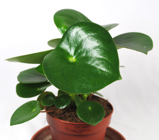 Peperomia polybotrya raindrop,Zierpfeffer,dekorative Zimmerpflanze,ca.16cm