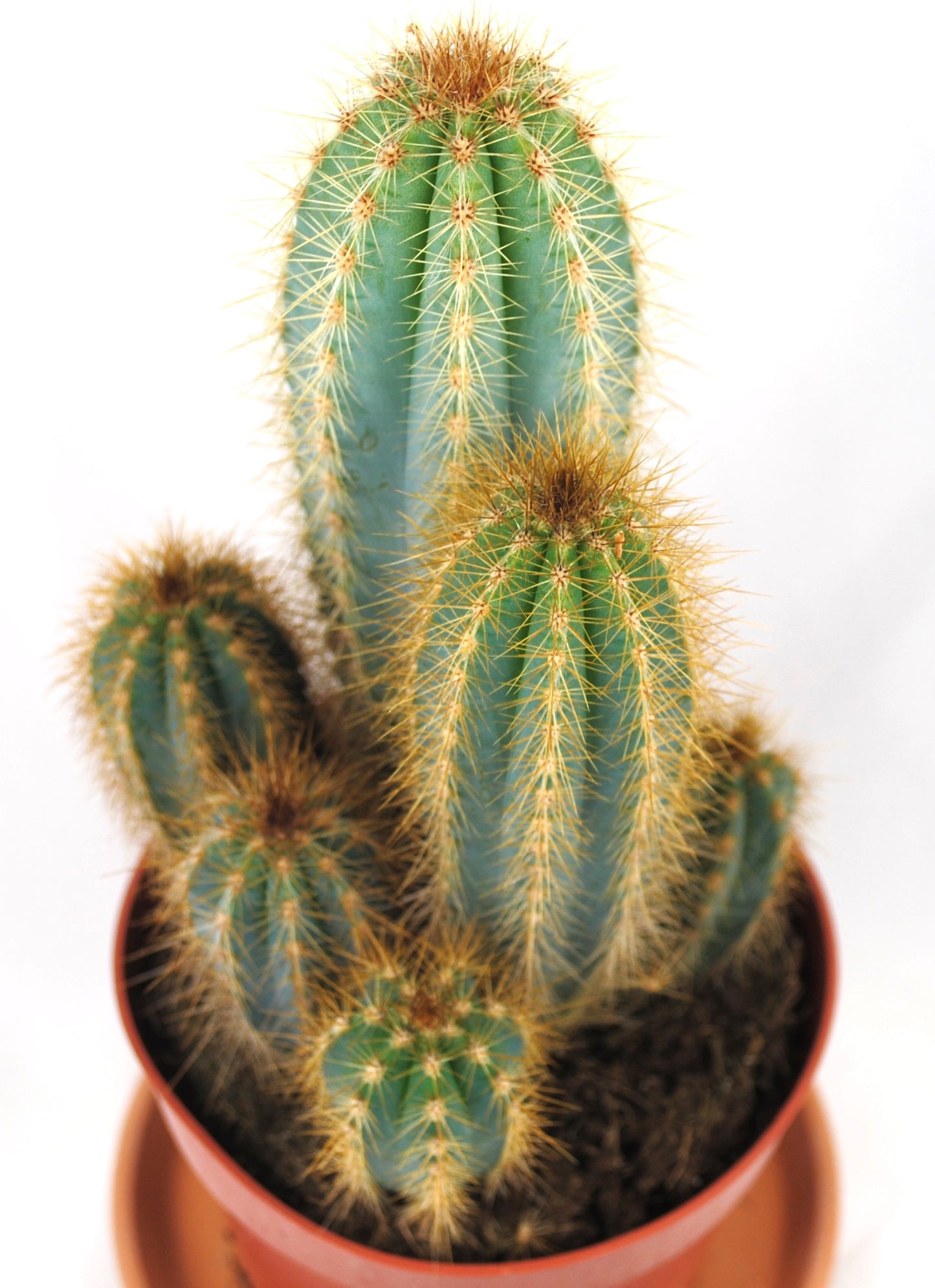 Pilosocereus pachycladys Säulenkaktus Kakteengruppe 5-6 Pflanzen 11er Topf K 5