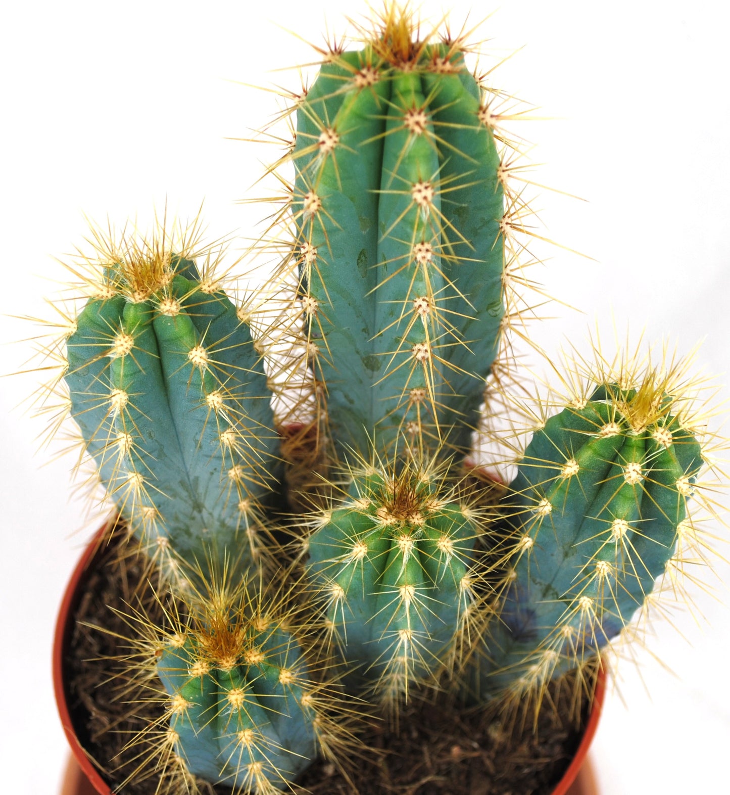 Pilosocereus azureus Säulenkaktus Kakteengruppe 5-6 Pflanzen 11er Topf K 9
