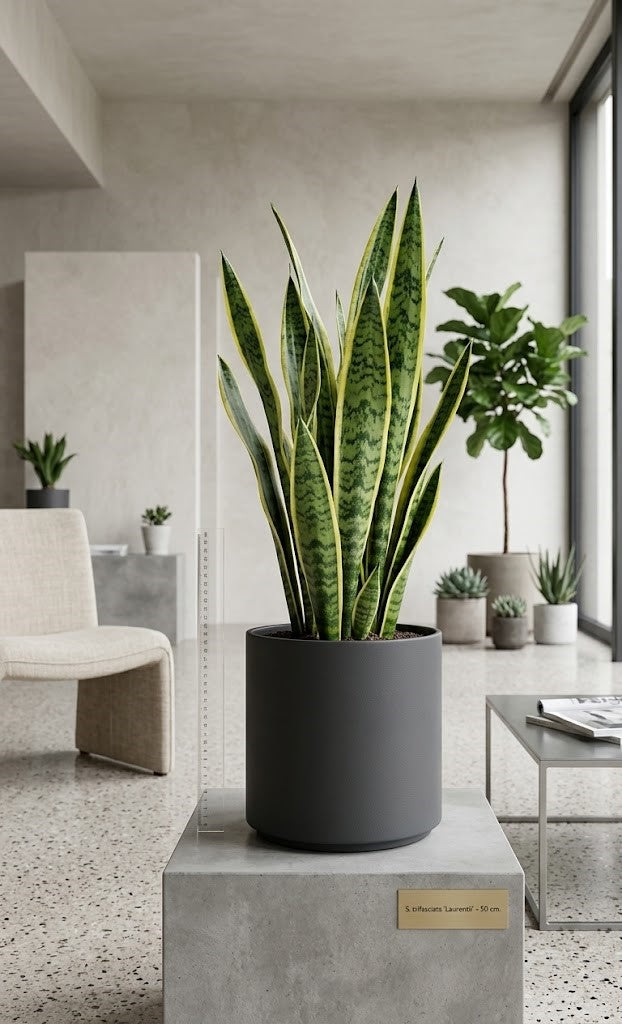 Bogenhanf Sansevieria trifasciata 'Laurentii' – Gelber Rand – Höhe 50 cm