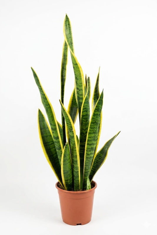 Bogenhanf Sansevieria trifasciata 'Laurentii' – Gelber Rand – Höhe 50 cm