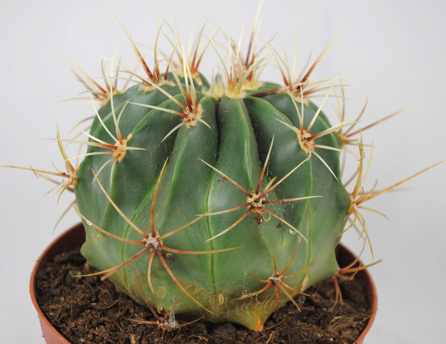 Ferocactus histrix Kugelkaktus große Pflanze im 14er Topf Kakteen Sukkulente