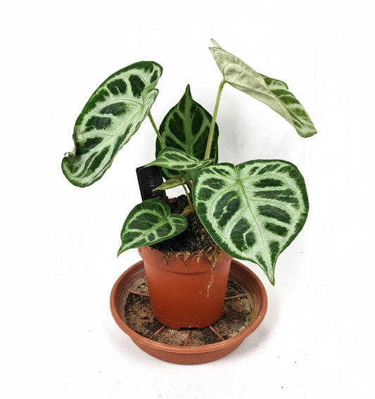 Herzblattblume,Anthurium clarinervium,25cm hoch,kräftige Zimmerpflanze