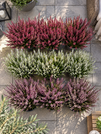 Heide Garden Girls Knospenheide Calluna vulgaris Winterhart Mix Rot Twin 3-9er
