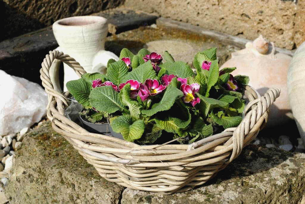 Weidenkorb Weidenschale flach sehr stabil bepflanzbar naturbelassen 38cm