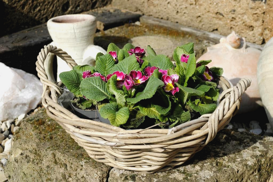 Weidenkorb,Weidenschale,flach,sehr stabil,bepflanzbar,naturbelassen,38cm