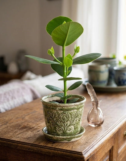 Clusia rosea Princess-Zimmerpflanze, pflegeleicht & robust-luftreinigend-30 cm