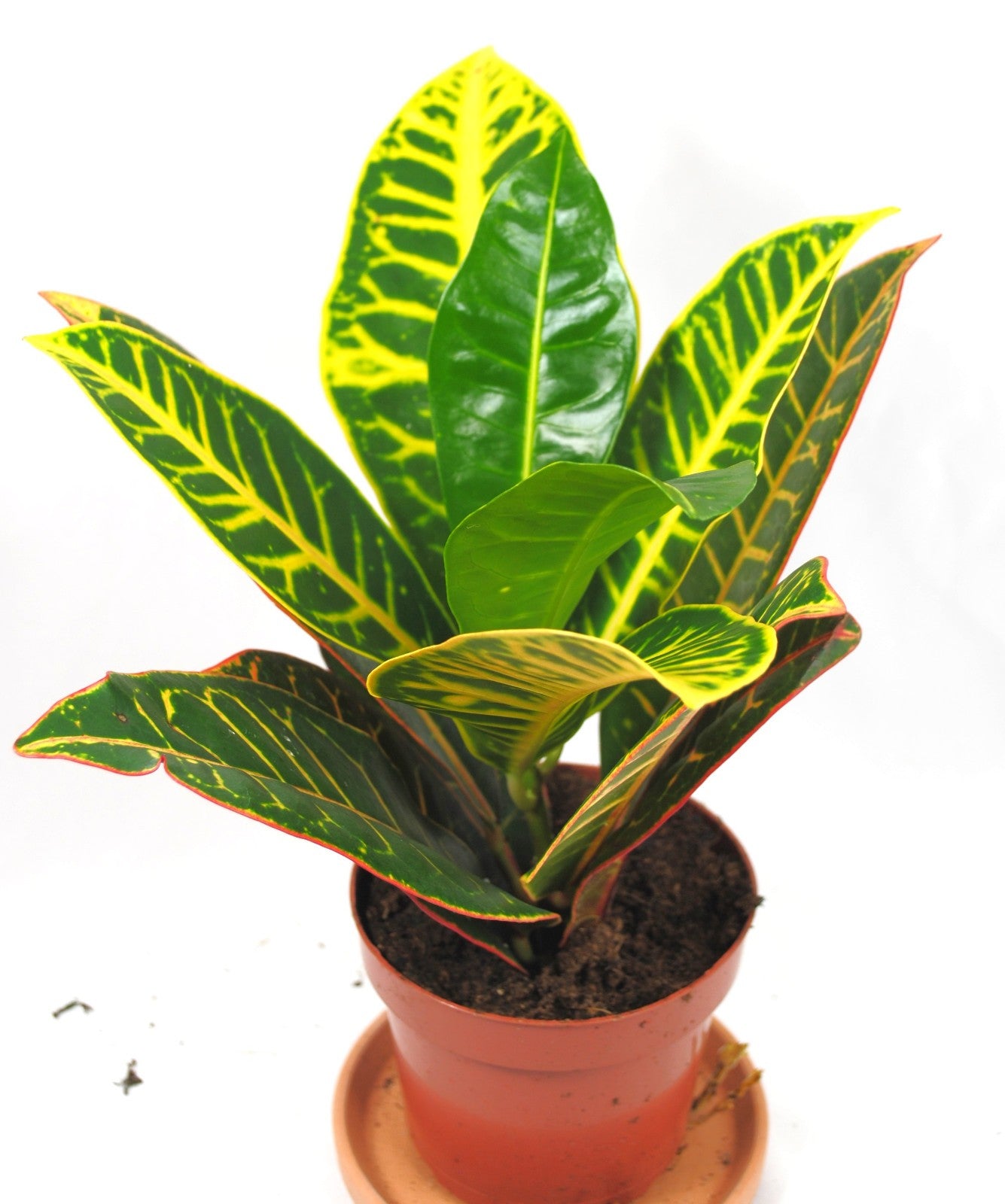Kroton / Codiaeum variegatum - Kräftige Pflanze ca. 30cm - Exotischer Blickfang