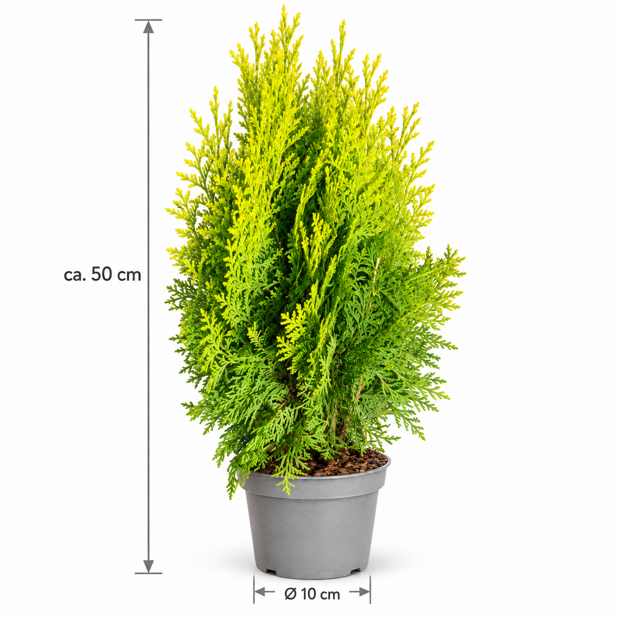 Scheinzypresse Chamaecyparis lawsoniana 4 Sorten winterhart immergrün Konifere