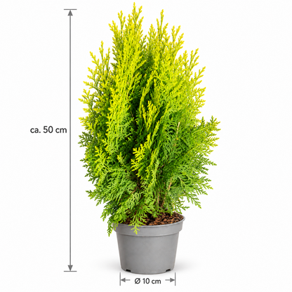 Scheinzypresse Chamaecyparis lawsoniana 4 Sorten winterhart immergrün Konifere