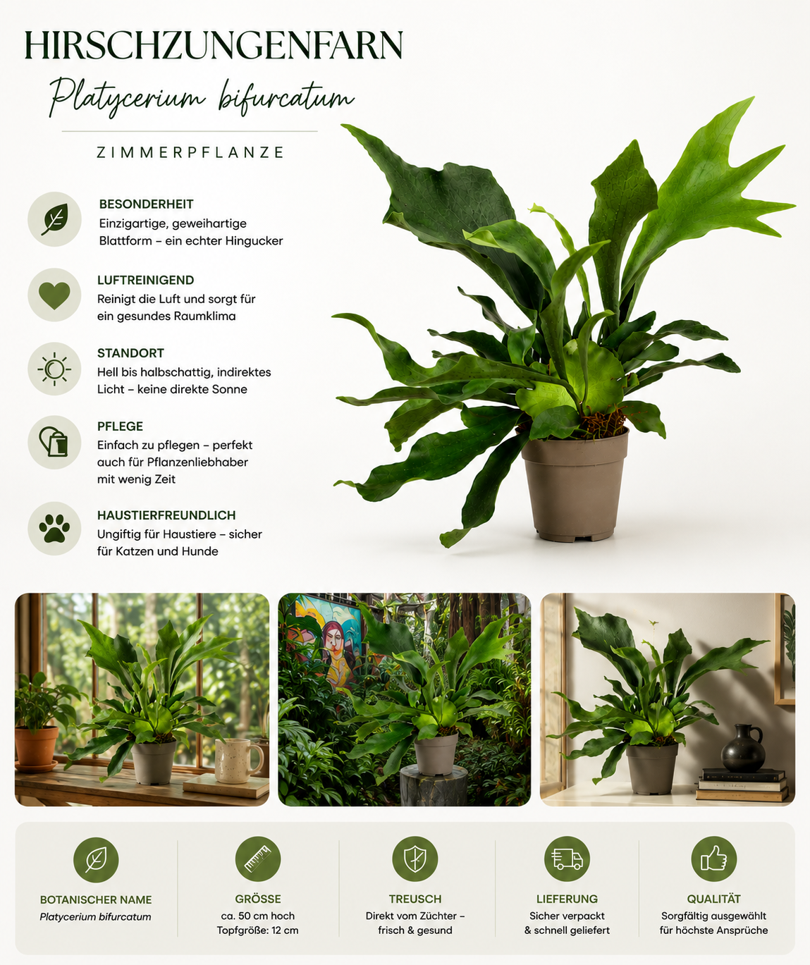 Geweihfarn Platycerium bifurcatum 50cm Zimmerpflanze Exotisch Pflegeleicht