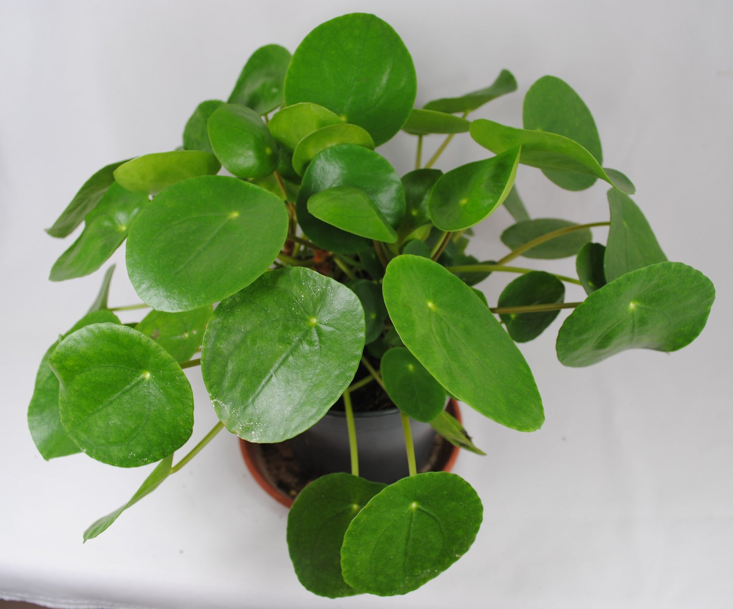 Pilea peperomioides Ufopflanze Glückstaler dekorative Zimmerpflanze ca.25cm