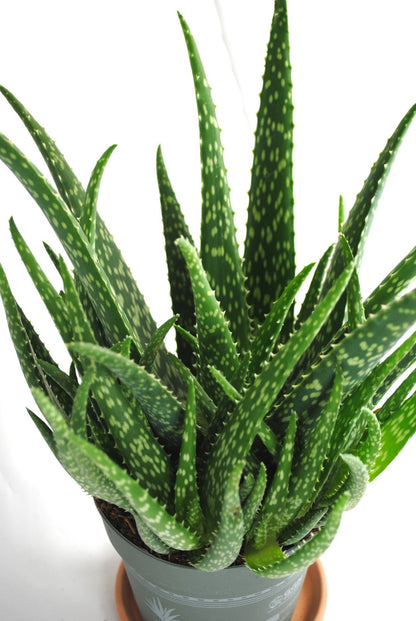 Echte Aloe Vera medizinisch ca.40cm üppige Pflanzen mit Ablegern 13er Topf