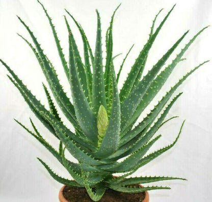 Aloe arborescens,große kräftige Heilaloe,20er Topf,ca.45cm hoch
