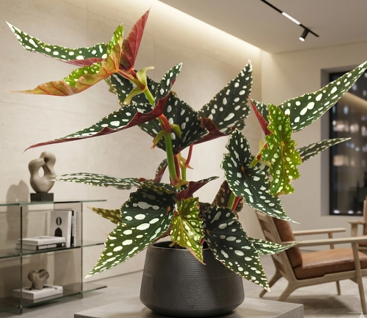 Begonia Maculata – Forellenbegonie – Polka Dot Pflanze –sehr dekorativ,35-40cm