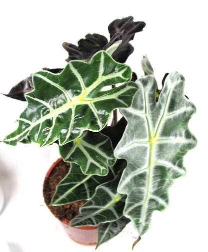 Alocasia Polly - Tropenwurz - Alokasie - Pfeilblatt - 17cm Topf - 45cm hoch