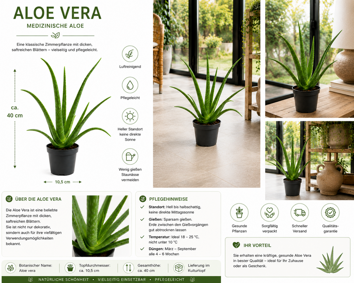 Echte Aloe Vera Pflanze ca. 40 cm Heilpflanze Sukkulente pflegeleicht Bad Büro