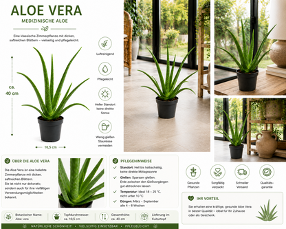 Echte Aloe Vera Pflanze ca. 40 cm Heilpflanze Sukkulente pflegeleicht Bad Büro
