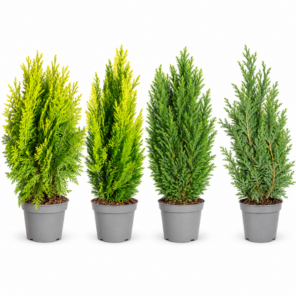 Scheinzypresse Chamaecyparis lawsoniana 4 Sorten winterhart immergrün Konifere