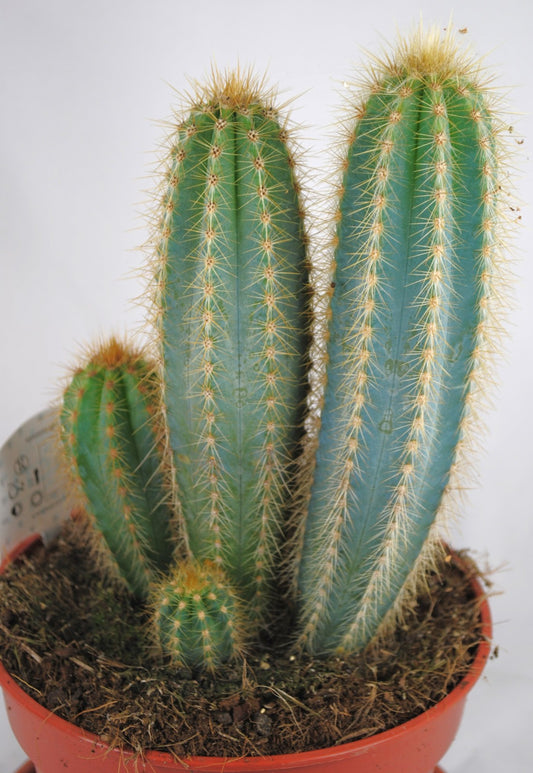 Pilosocereus pachycladus,Säulenkaktus,Kakteengruppe,5-6 Pflanzen,17er Topf,K 22