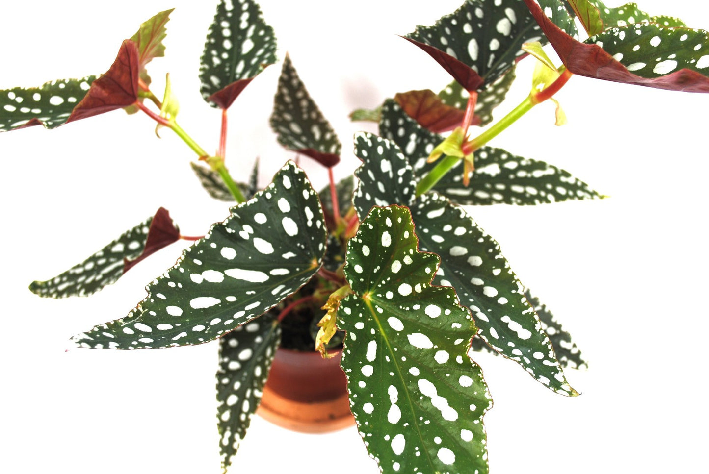 Begonia Maculata – Forellenbegonie – Polka Dot Pflanze –sehr dekorativ,35-40cm