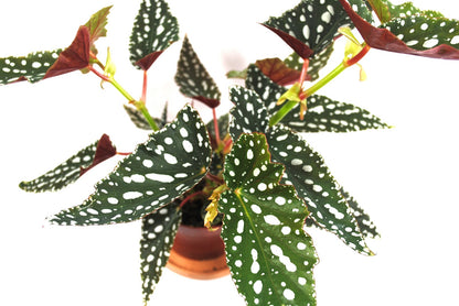 Begonia Maculata – Forellenbegonie – Polka Dot Pflanze –sehr dekorativ,35-40cm