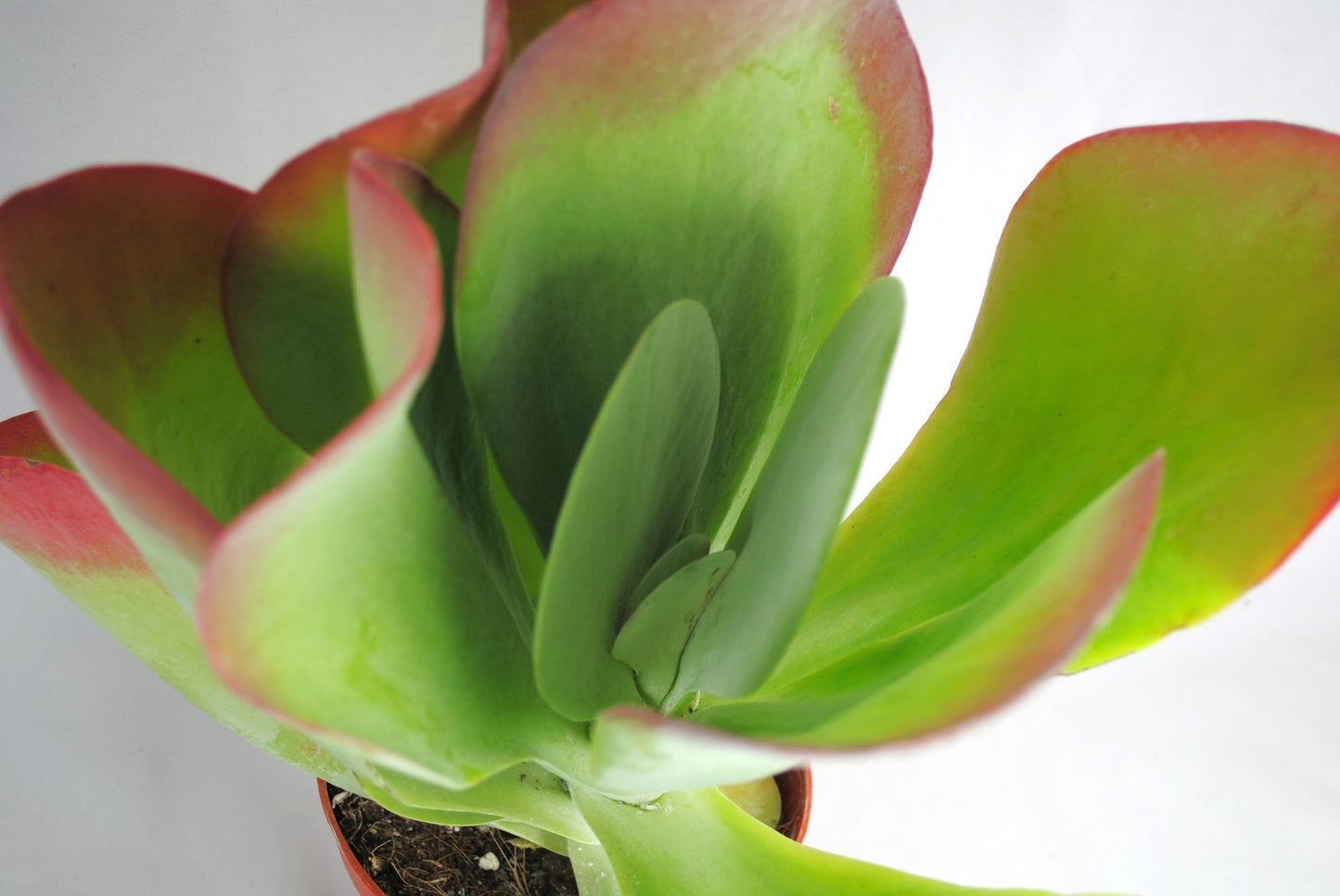 Kalanchoe tetraphylla pflegeleichte Zimmerpflanze dekoratives Blattwerk 30+cm