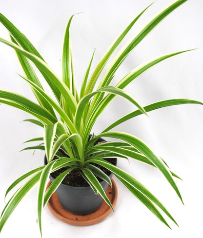 Grünlilie (Chlorophytum) ca. 25cm – Pflegeleichte Zimmerpflanze & Luftreiniger