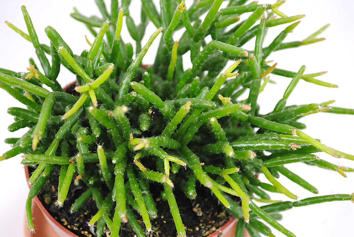 Exotische Rhipsalis – Stachelloser Kaktus –15cm Ø – Top Zustand - pflegeleicht